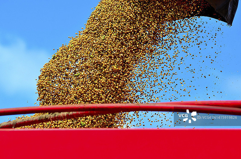 种植的大豆图片素材