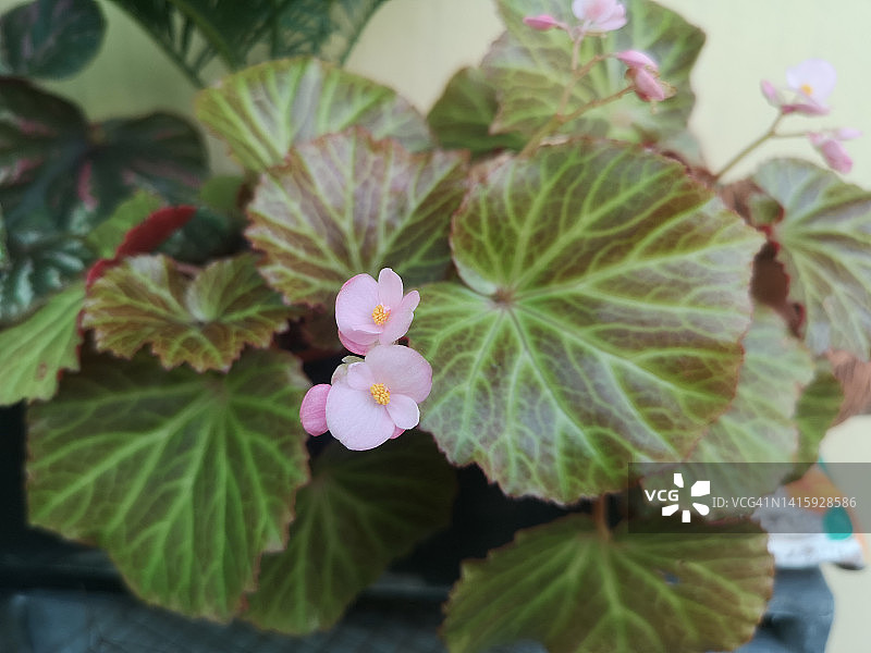 粉色秋海棠花图片素材
