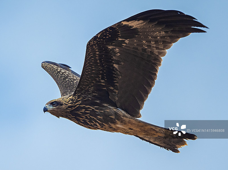 飞翔的黑鸢图片素材