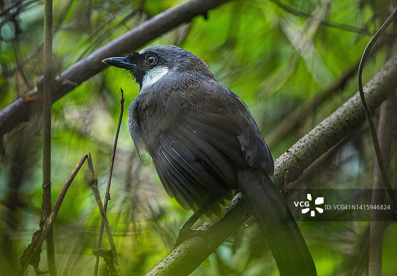 黑喉噪鹛图片素材