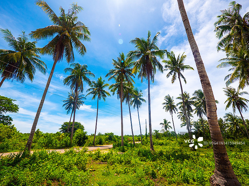 菲律宾宿务圣达菲班塔延岛的椰子树图片素材