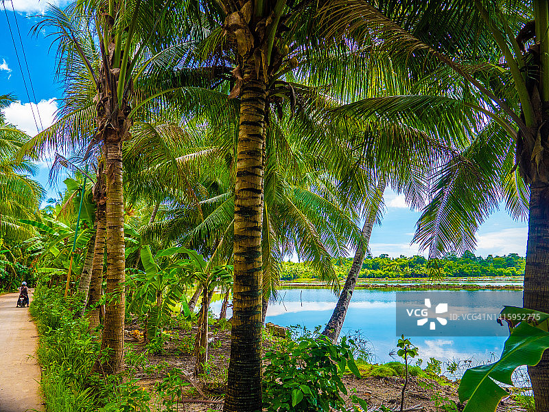 菲律宾宿务圣达菲班塔延岛的热带棕榈树路图片素材