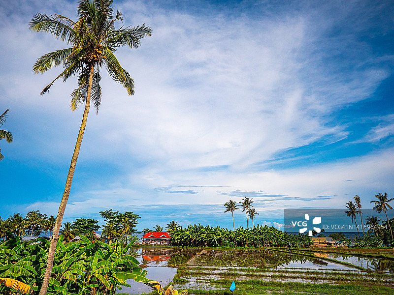 菲律宾薄荷岛安达乡村稻田图片素材