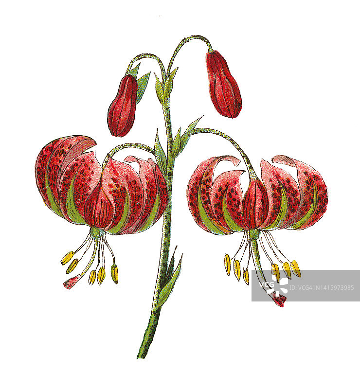 老式彩色石印植物插图：绶带百合与蜂鸟鹰蛾图片素材