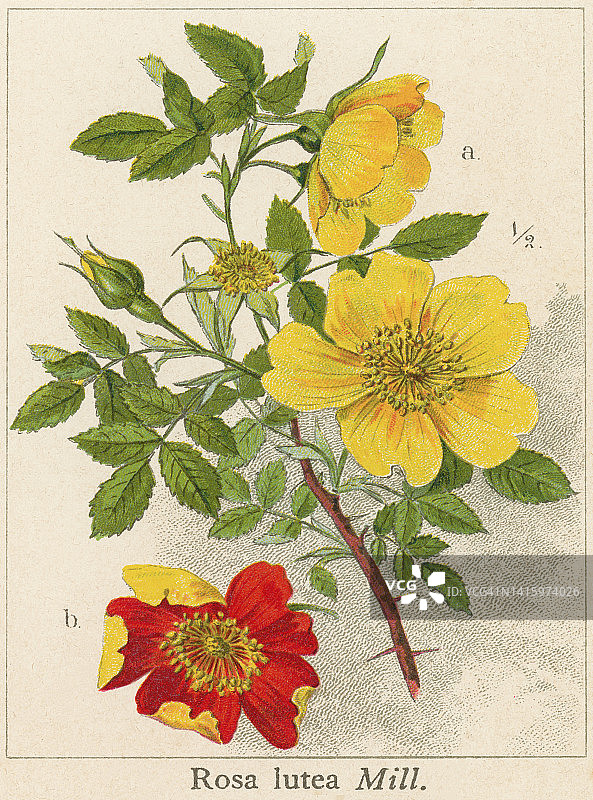 老式石版画木香花插图图片素材