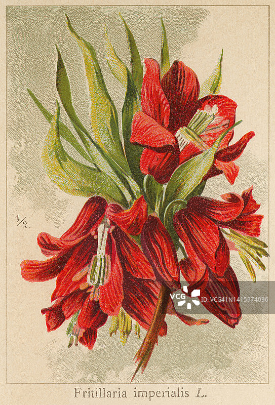 老式彩色石印植物插图：皇冠贝母图片素材