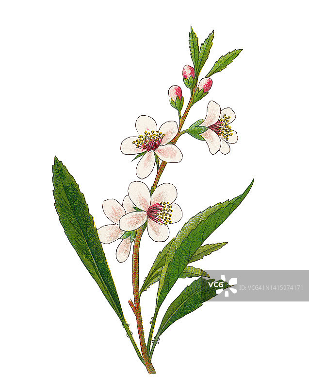 老式彩色石印植物插图：杏仁图片素材