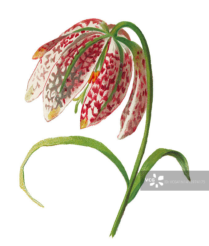 老式彩色石印植物插图：蛇头贝母图片素材