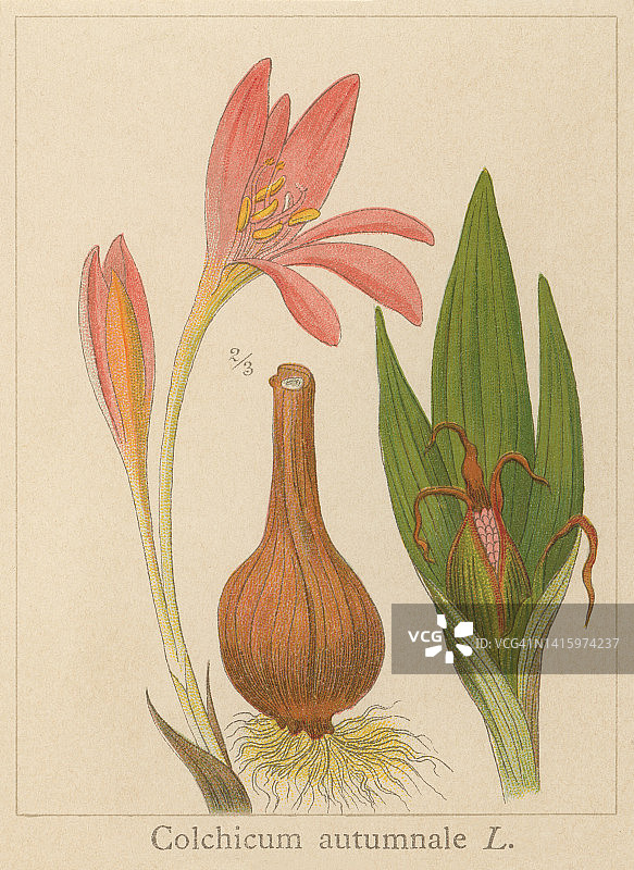 秋藏红花、草地藏红花或裸的旧石版插图(Colchicum autumn nale)图片素材