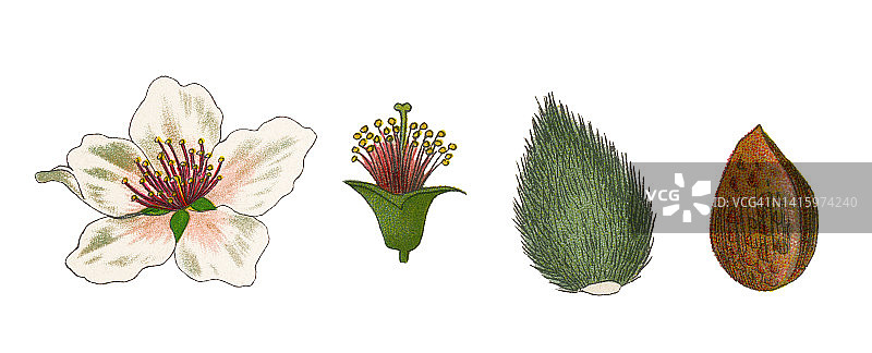 老式彩色石印植物插图：杏仁图片素材
