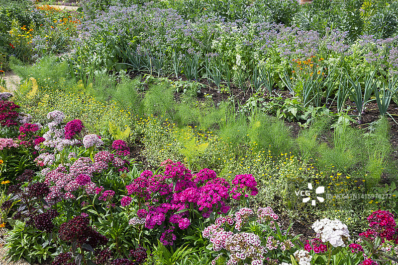 夏季菜园中的混合种植行图片素材