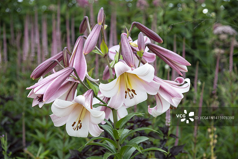 夏日花园中的白色百合花图片素材