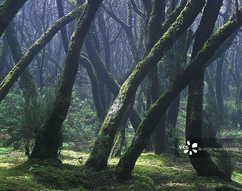 戈拉洪奈国家公园的月桂树林，拉戈梅拉岛图片素材