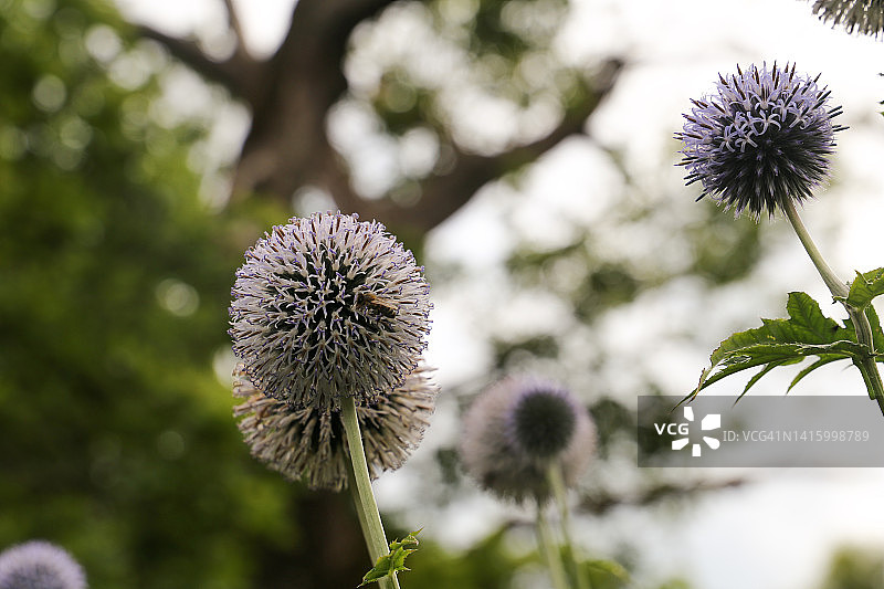 葱属植物图片素材