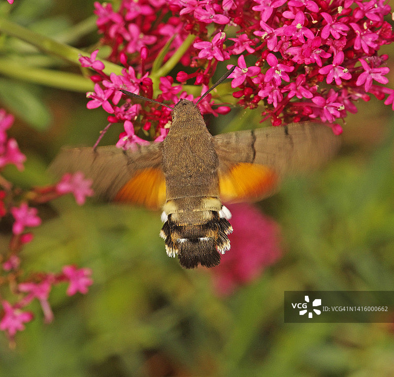 蜂鸟鹰蛾图片素材
