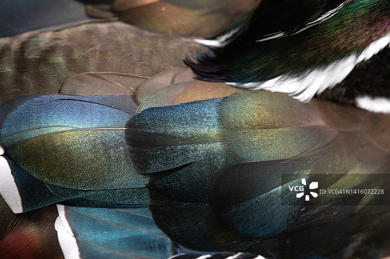 雄性林鸳鸯特写图片素材