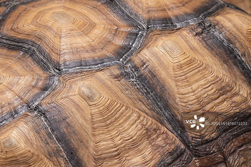 苏卡达陆龟特写图片素材