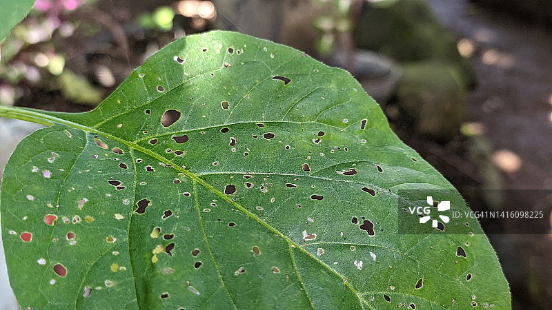 毛毛虫吃过的树叶图片素材