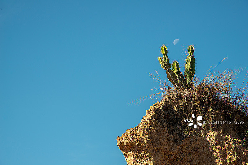 蓝天下砂岩上生长的仙人掌图片素材
