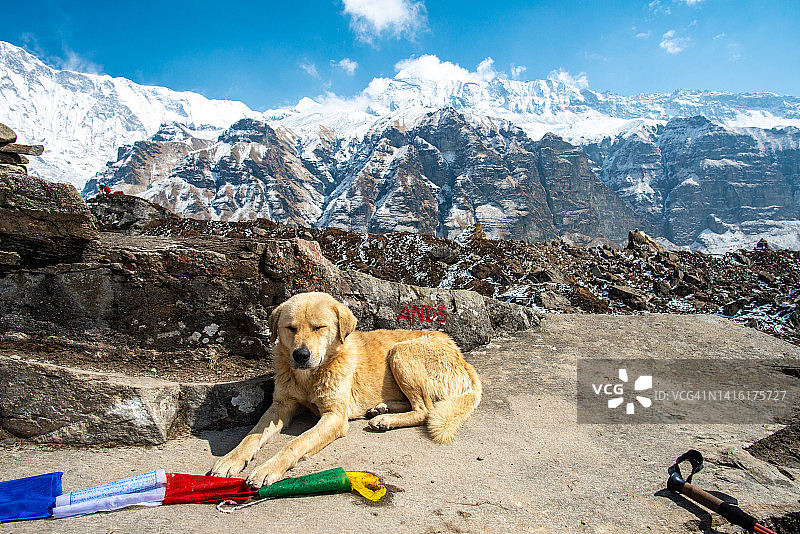 生活在尼泊尔安娜普尔纳大本营附近山区喜马拉雅山犬图片素材