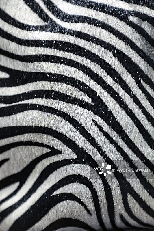 斑马毛皮图片素材