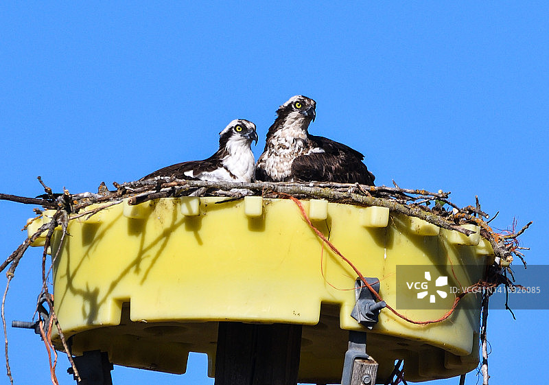 加州奥罗维尔野生动物区人工筑巢平台上的一对鹗图片素材