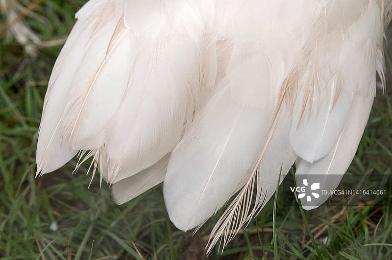 天鹅尾部特写图片素材