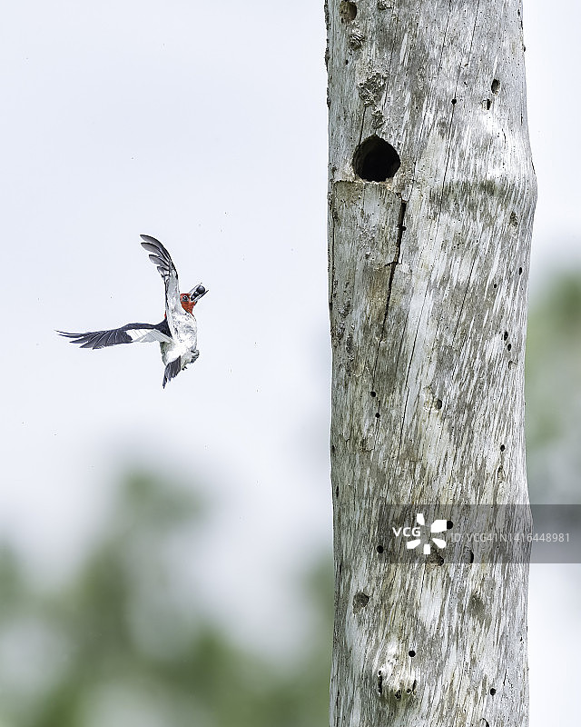 有浆果的鸟巢图片素材
