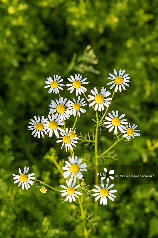 英国赫里福德郡罗斯昂怀图片素材