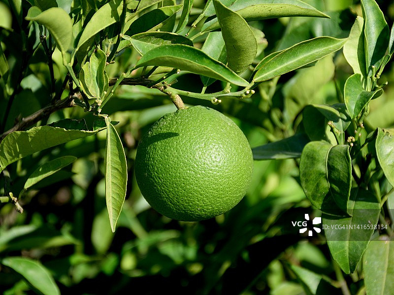 未成熟的绿色橙子图片素材