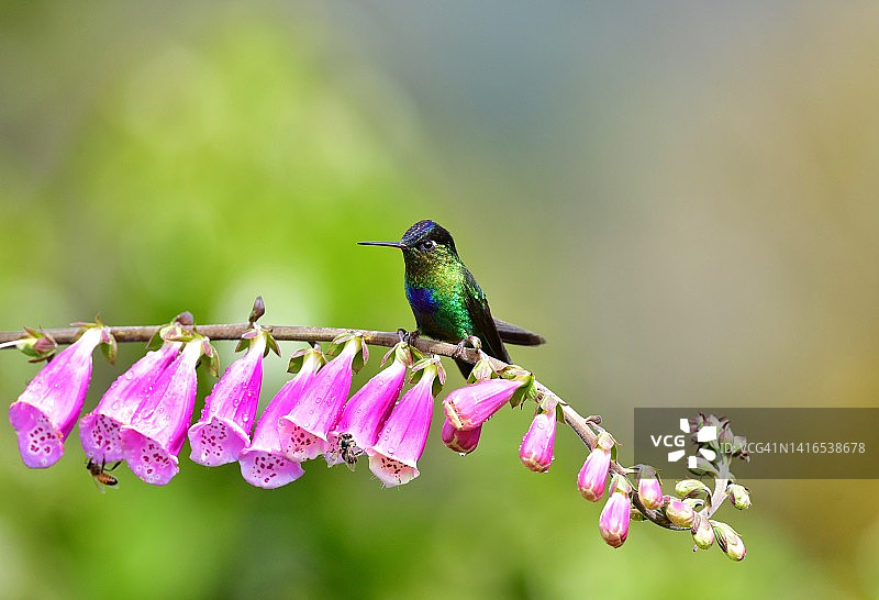 在哥斯达黎加，一只雄性火喉蜂鸟栖息在粉红色花茎上图片素材