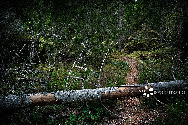 夏季原始森林小路上的倒树图片素材