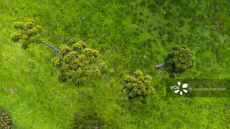 南洋杉树图片素材