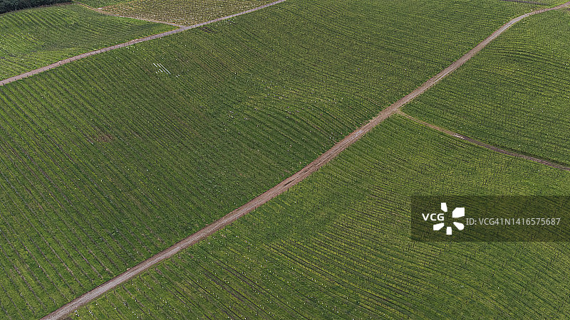 巴西南部的葡萄园图片素材