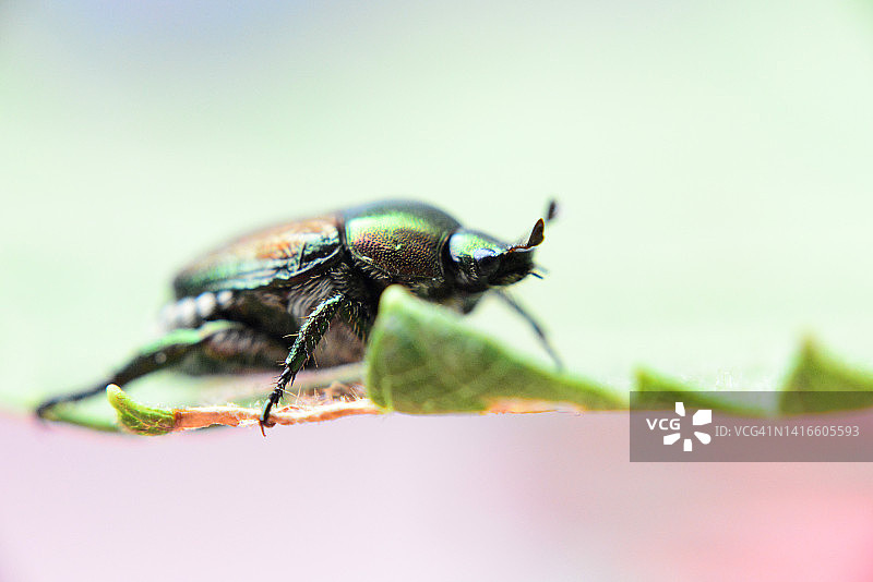 日本丽金龟图片素材