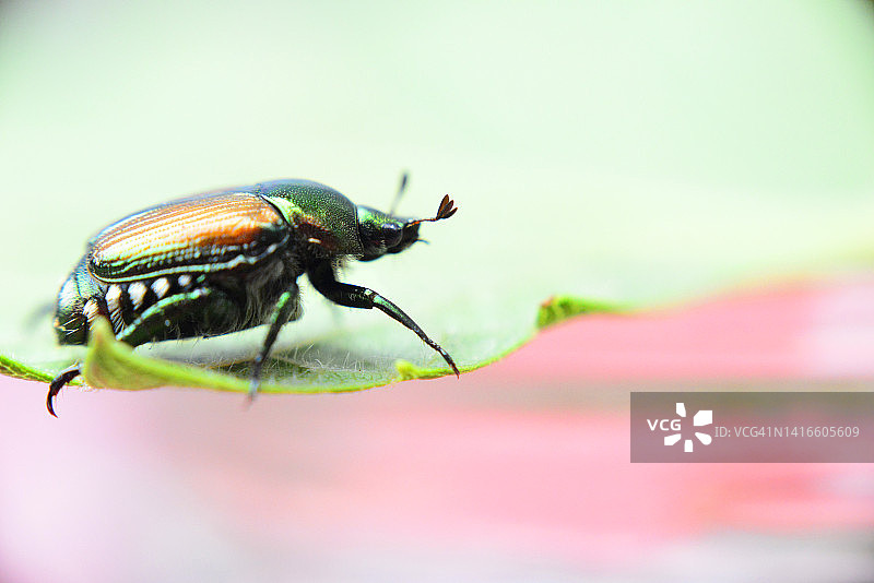 日本丽金龟图片素材