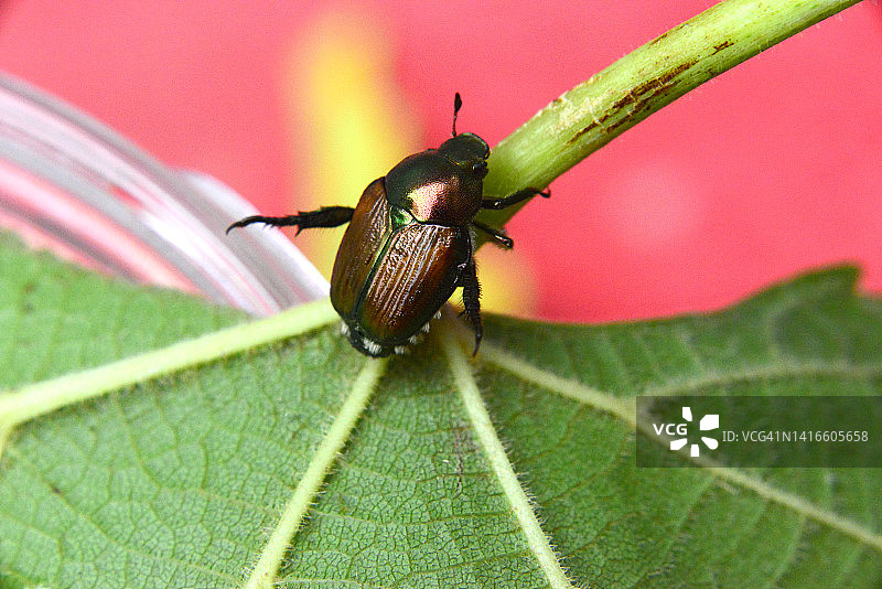 日本丽金龟图片素材