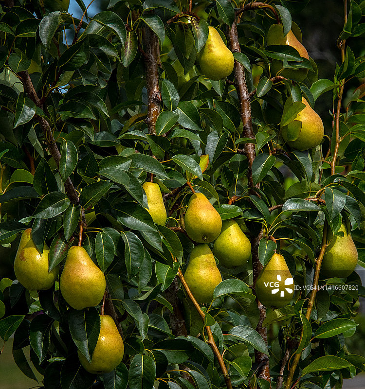 树上的成熟黄色梨图片素材