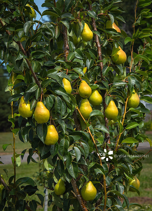 树上的成熟黄色梨图片素材