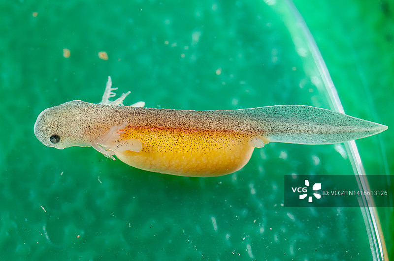 东部 hellbender 蝾螈图片素材