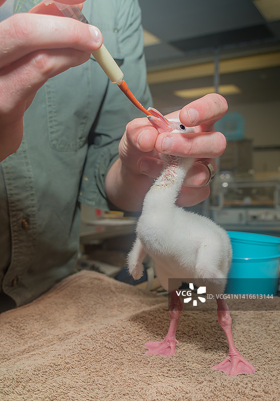 加勒比海幼年火烈鸟图片素材