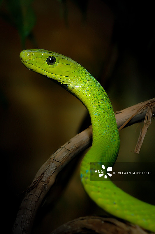 绿曼巴蛇图片素材
