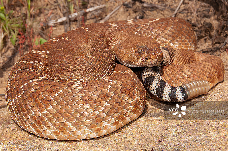 菱斑响尾蛇图片素材