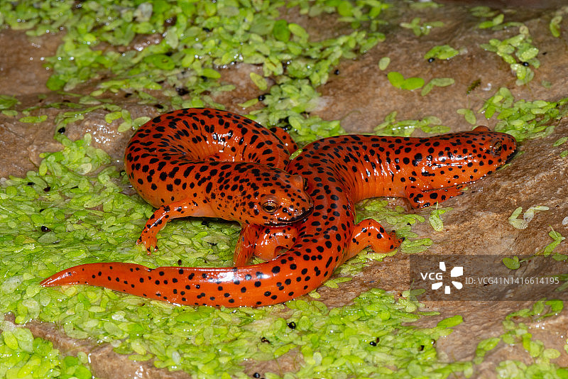 北部红色蝾螈图片素材