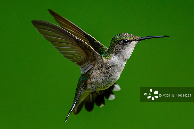 Ruby的过渡蜂鸟图片素材