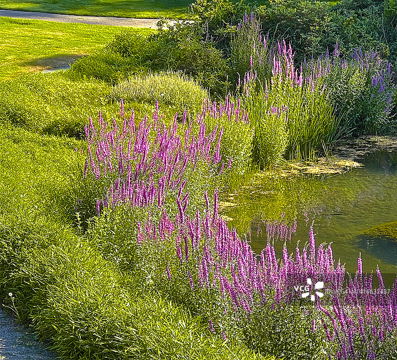 阳光下湖边紫色植物半圆景观，肖尼根湖图片素材