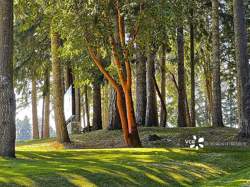 草坪上方的树林（肖尼根湖）图片素材