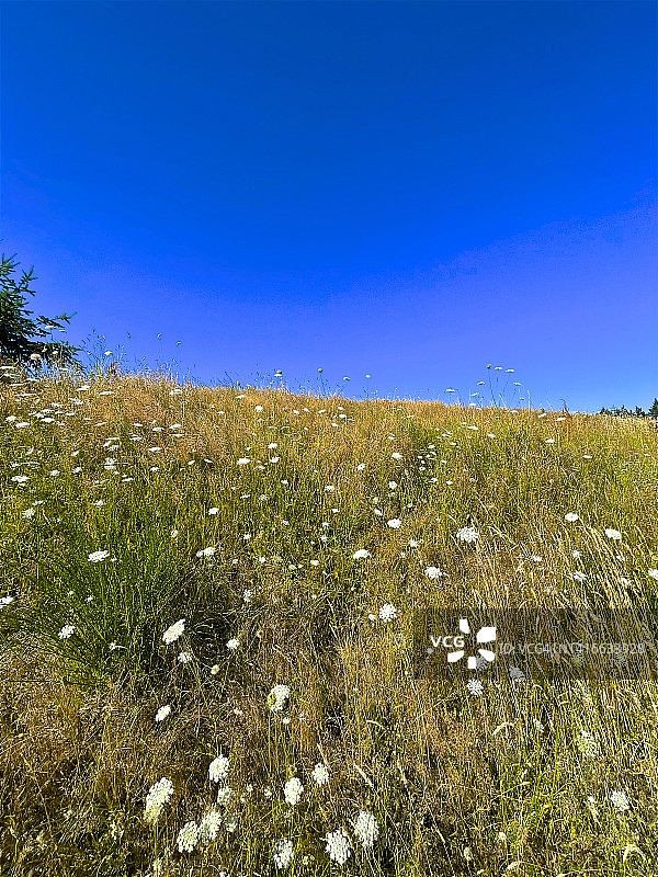 肖尼根湖的安妮女王蕾丝花图片素材