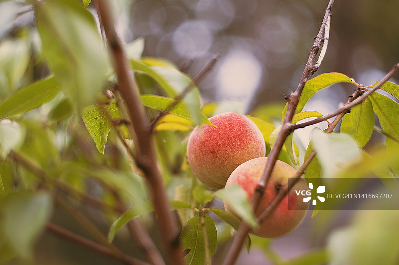 树上的两个桃子图片素材