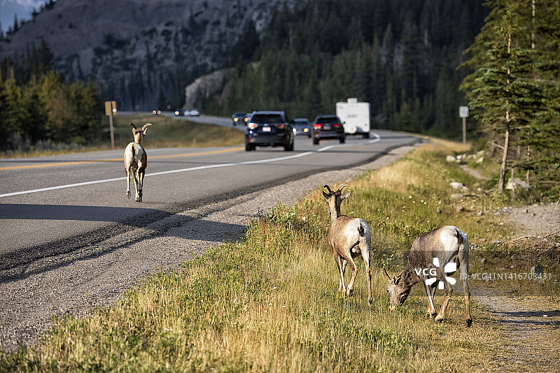 小山羊，加拿大艾伯塔省贾斯珀国家公园图片素材